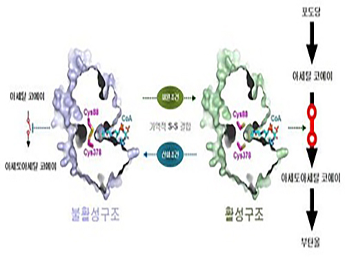 바이오부탄올 핵심생산효소 구조 및 특성 규명 이미지