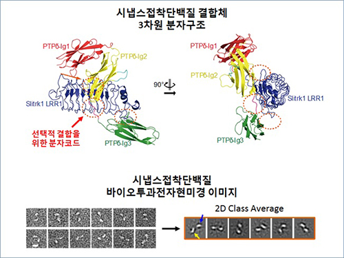 신경세포 연결해주는 접착단백질 결합구조 규명 이미지