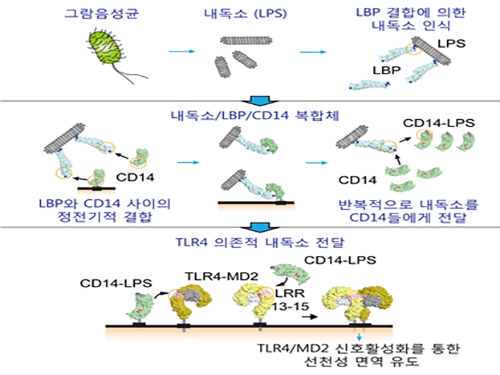 김호민 교수, 패혈증 원인 물질의 생체 내 메커니즘 최초 발견 이미지