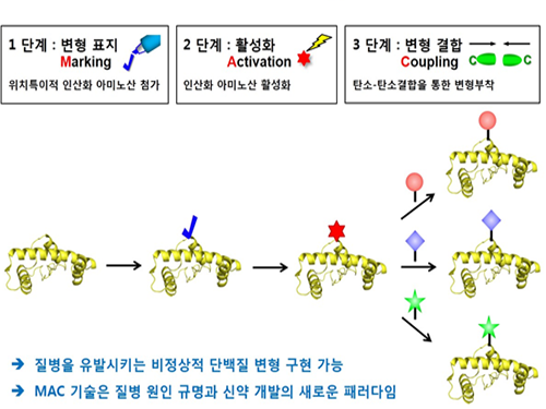 박희성, 이희윤 교수, 암, 치매 유발하는 '변형 단백질' 생산기술 개발 이미지