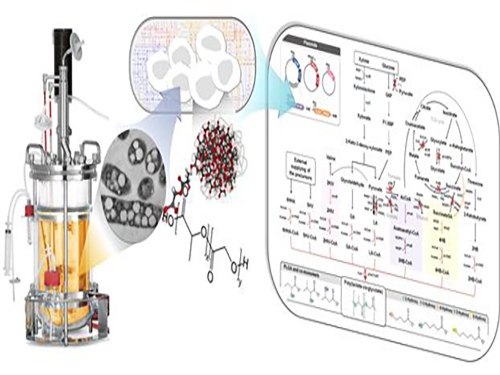 Non-Natural Biomedical Polymers Produced from Microorganisms 이미지