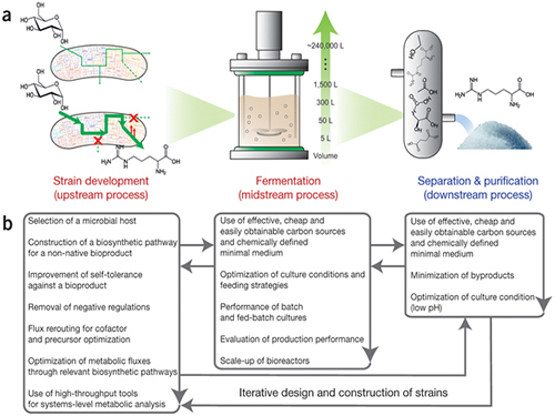 Establishment of System Metabolic Engineering Strategies 이미지