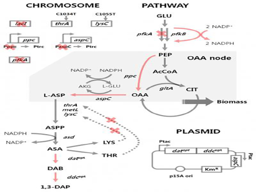 'Engineered Bacterium Produces 1,3-Diaminopropane' 이미지