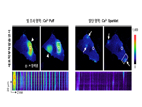 허원도 교수, 세포의 새로운 칼슘 신호 발견 이미지