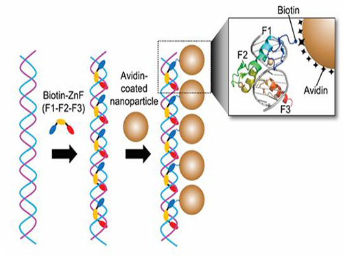 Nanoparticle Cluster Manufacturing Technique Using DNA Binding Protein Developed 이미지
