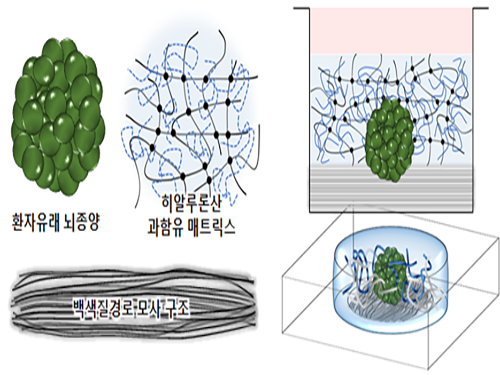 김필남 교수, 악성 뇌종양의 내성 발생 원리 밝혀 이미지