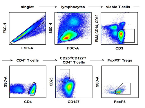 Regulatory T Cells Influence Liver Damage of Hepatitis A Patients 이미지