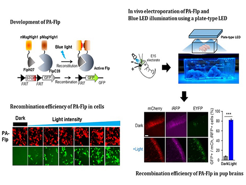 Noninvasive Light-Sensitive Recombinase for Deep Brain Genetic Manipulation 이미지