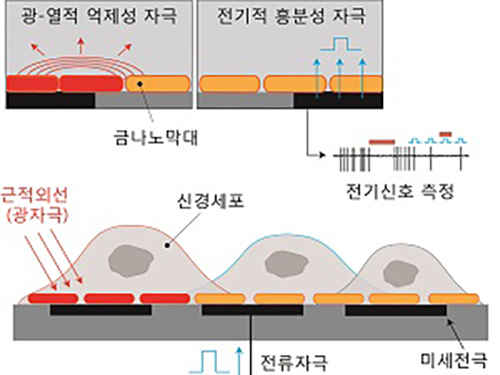 남윤기 교수, 빛과 열로 신경세포의 활성을 억제하다 이미지