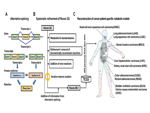 Development of a Highly-Accurate Computational Model of Human Metabolism 이미지