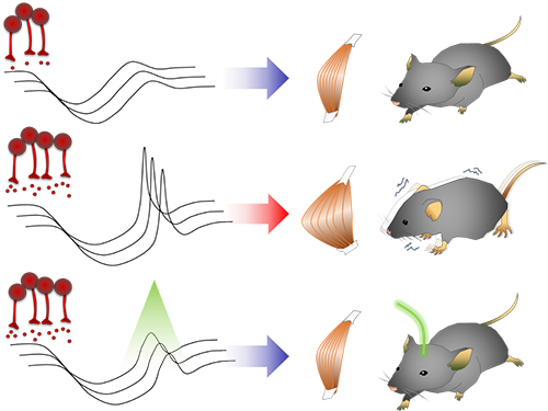 Unlocking the Keys to Parkinson's Disease 이미지