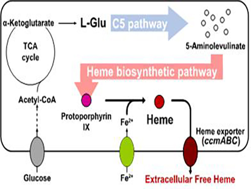 Metabolic Engineering of E. coli for the Secretory Production of Free Haem 이미지