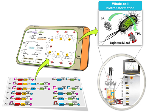 Bio-based p-Xylene Oxidation into Terephthalic Acid by Engineered E.coli 이미지