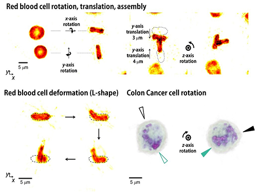 Controlling 3D Behavior of Biological Cells Using Laser Holographic Techniques 이미지