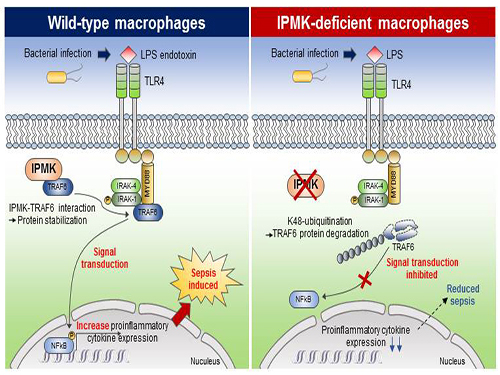 Study Identifies the Novel Molecular Signal for Triggering Septic Shock 이미지