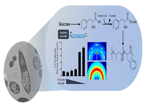 One-Step Production of Aromatic Polyesters by E. coli Strains 이미지