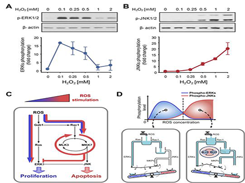 A mechanism for how reactive oxygen species cause cell responses studied 이미지