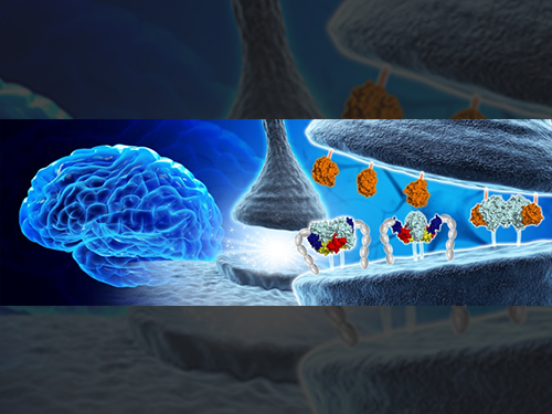 Structural Insights into the Modulation of Synaptic Adhesion by MDGA for Synaptogenesis 이미지