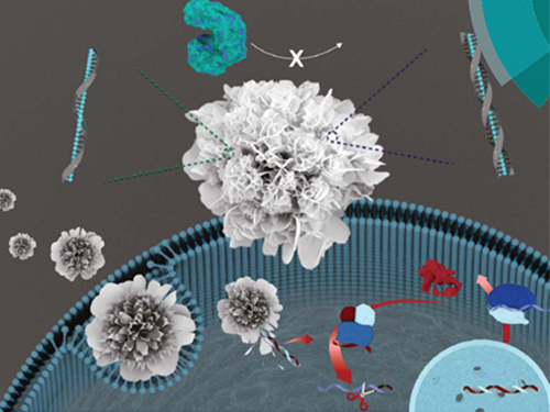 Nuclease-Resistant Hybrid Nanoflowers 이미지