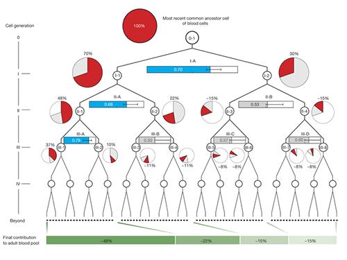 First Mutations in Human Life Discovered 이미지