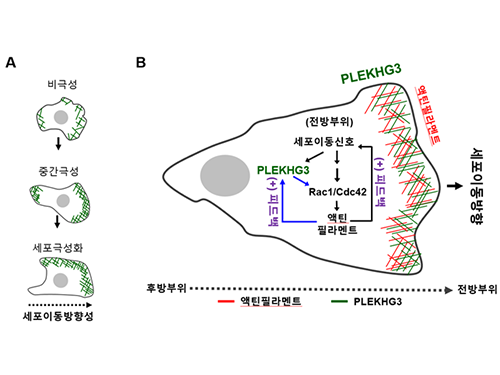 허원도 교수, 세포의 이동 방향 결정하는 방향타 단백질 발견 이미지