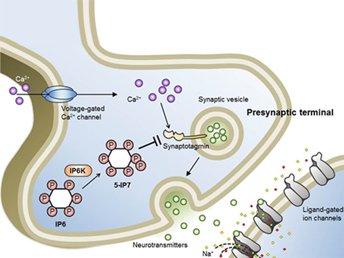 Professor Seyun Kim Identifies a Neuron Signal Controlling Molecule 이미지