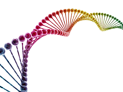 Scientists Discover the Mechanism of DNA High-Order Structure Formation 이미지