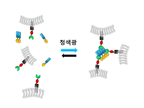 허원도 교수, 빛을 통해 세포내 물질 이동 제어 기술 개발 이미지