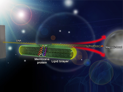 Mapping the Folding Process of a Single Membrane Protein 이미지