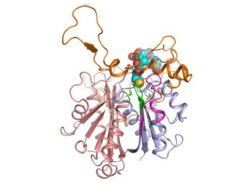 Discovery of Redox-Switch of KEenzyme Involved in N-Butanol Biosynthesis 이미지