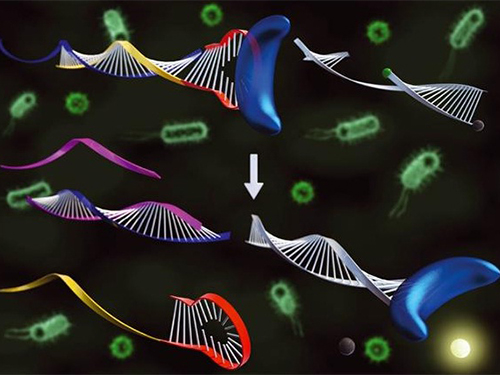 Affordable Genetic Diagnostic Technique for Target DNA Analysis Developed 이미지