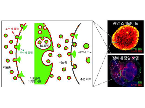 Anti-Cancer Therapy Delivering Drug to an Entire Tumor Developed 이미지