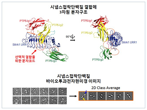 Structure of Neuron-Connecting Synaptic Adhesion Molecules Discovered 이미지