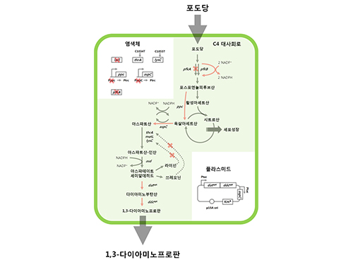 대장균 이용 농·의약품 및 나일론 전구체 제작 원천기술 개발 이미지