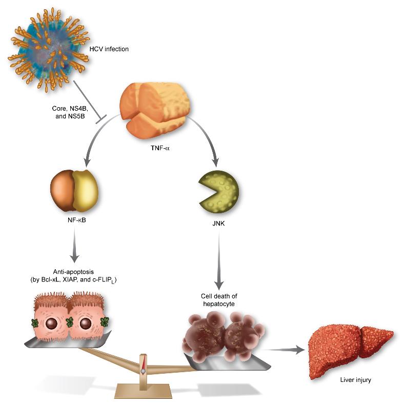C형 간염 바이러스의 간 손상 메카니즘 규명 이미지