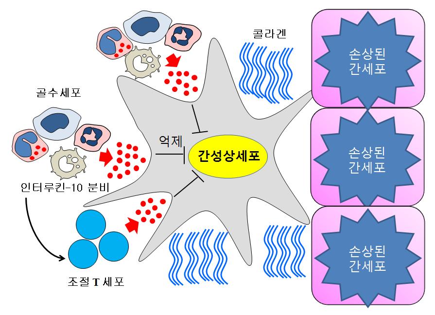 부작용 없는 간경변 치료법 개발 이미지