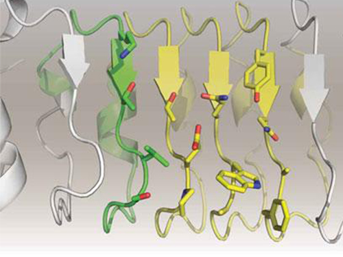 Artificial Antibody-based Therapeutic Candidate for Lung Cancer Developed 이미지