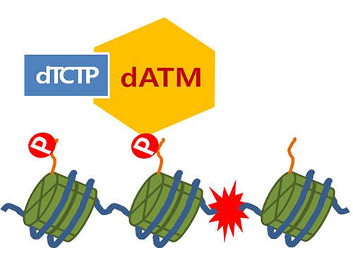 Mechanism in regulation of cancer-related key enzyme, ATM, for DNA damage and repair revealed 이미지