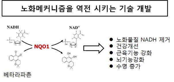 노화를 억제하면서 건강히 장수할 수 있도록 돕는 新물질 발견 이미지