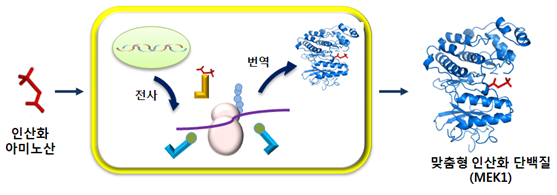 맞춤형 인산화 단백질 생합성 성공 이미지