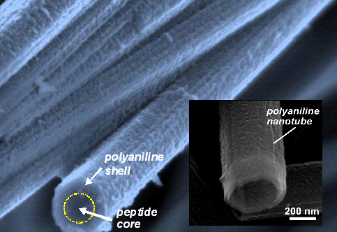박찬범 교수팀, 펩타이드 자기조립기술을 이용하여 전도성고분자 나노선/나노튜브 개발 이미지