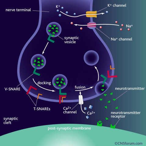 Neurotransmitter protein structure and operation principle identified 이미지