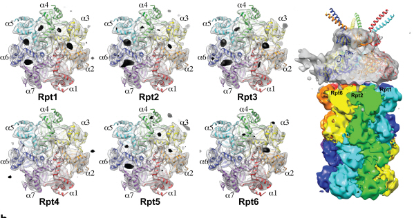 Complex responsible for protein breakdown in cells identified using Bio TEM 이미지