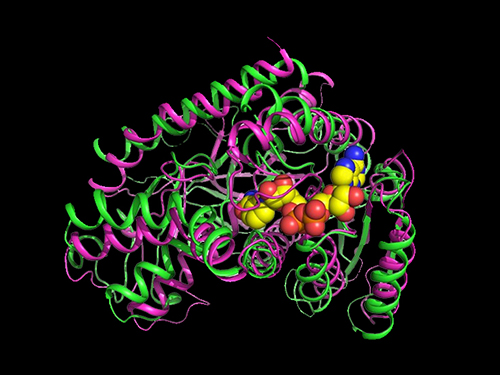 Researchers Present a Microbial Strain Capable of Massive Succinic Acid Production 이미지