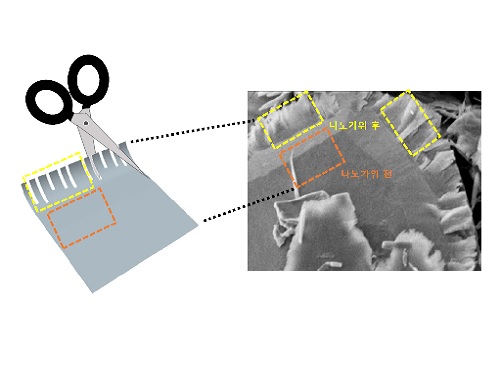 2차원 신소재를 1차원 리본으로 오려내는 나노 가위 기술 개발 이미지