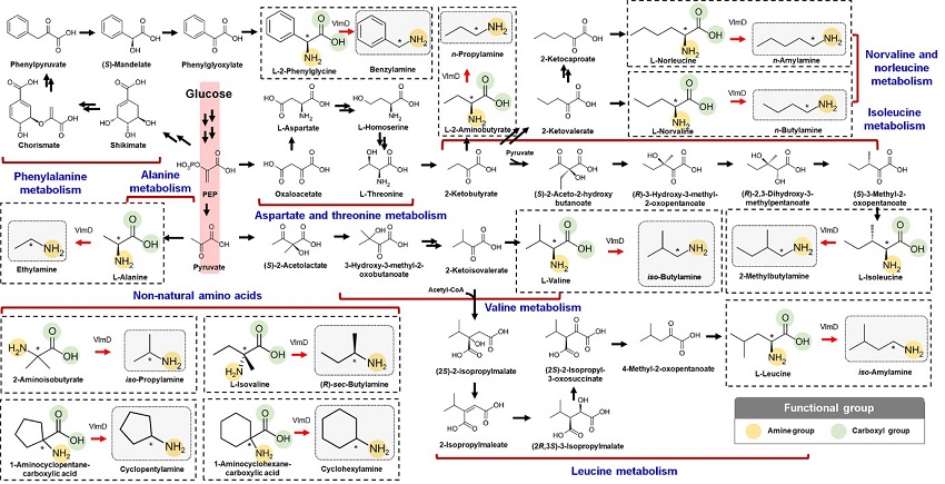 Expanding the Biosynthetic Pathway via Retrobiosynthesis 이미지