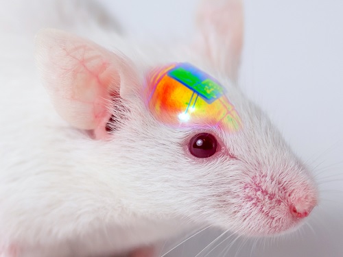 Wirelessly Rechargeable Soft Brain Implant Controls Brain Cells 이미지