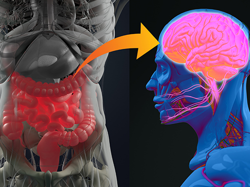 Gut Hormone Triggers Craving for More Proteins 이미지