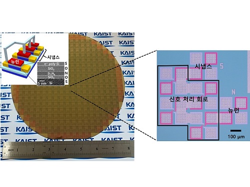 인간의 뇌를 모방한 뉴로모픽 반도체 개발 이미지