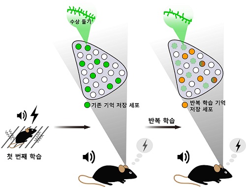 뉴런 교체에 의한 기억 저장 규명 이미지